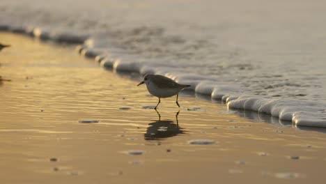 sanderling bird slow motion run from breaking wave foam on dutch beach in sunset