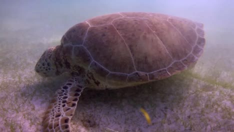 tortuga 66