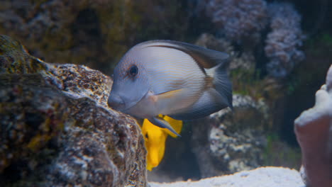 un feliz pez zebrasoma amarillo cuidando su roca en un arrecife de coral cuando de repente entra un pez grosero y mastica su roca y luego se va rápidamente