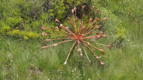 vibrant orange flowers of brunsvigia grandiflora grow in starburst