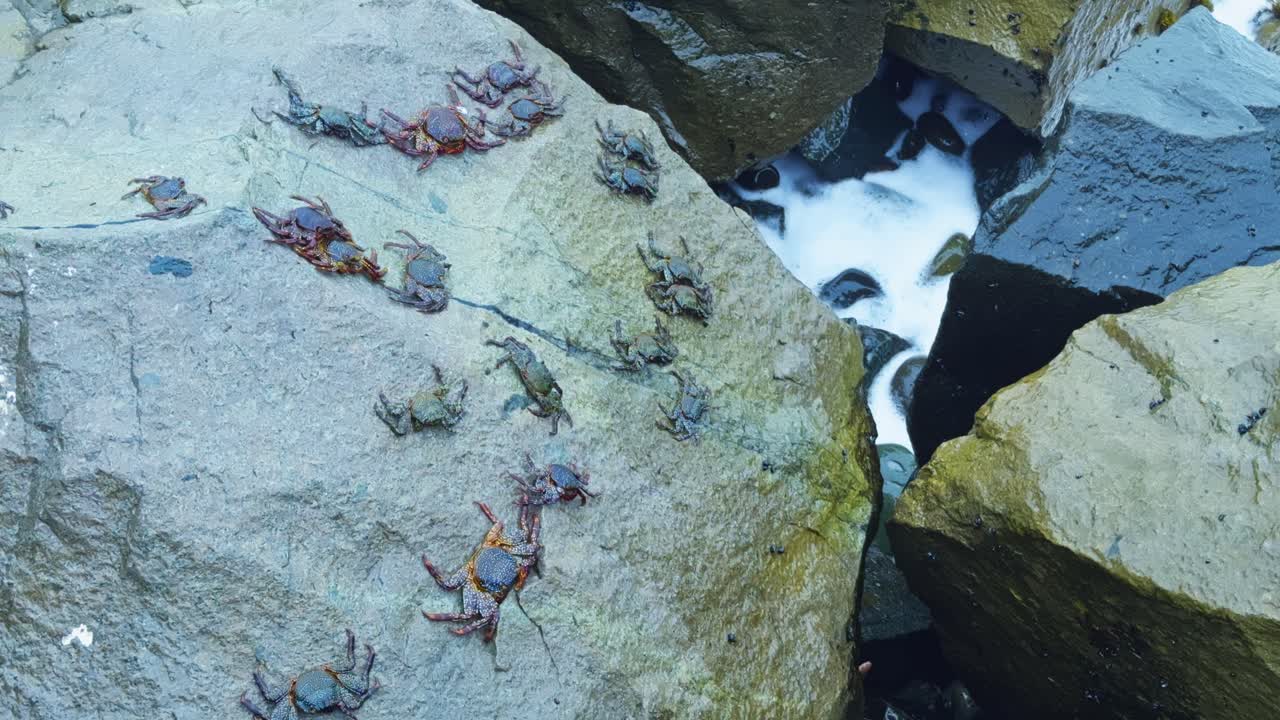 Rocky shore with crabs walking and waves crashing around them on the coast
