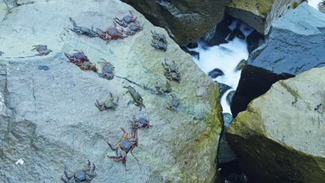 rocky shore with crabs walking and waves crashing around them on the coast