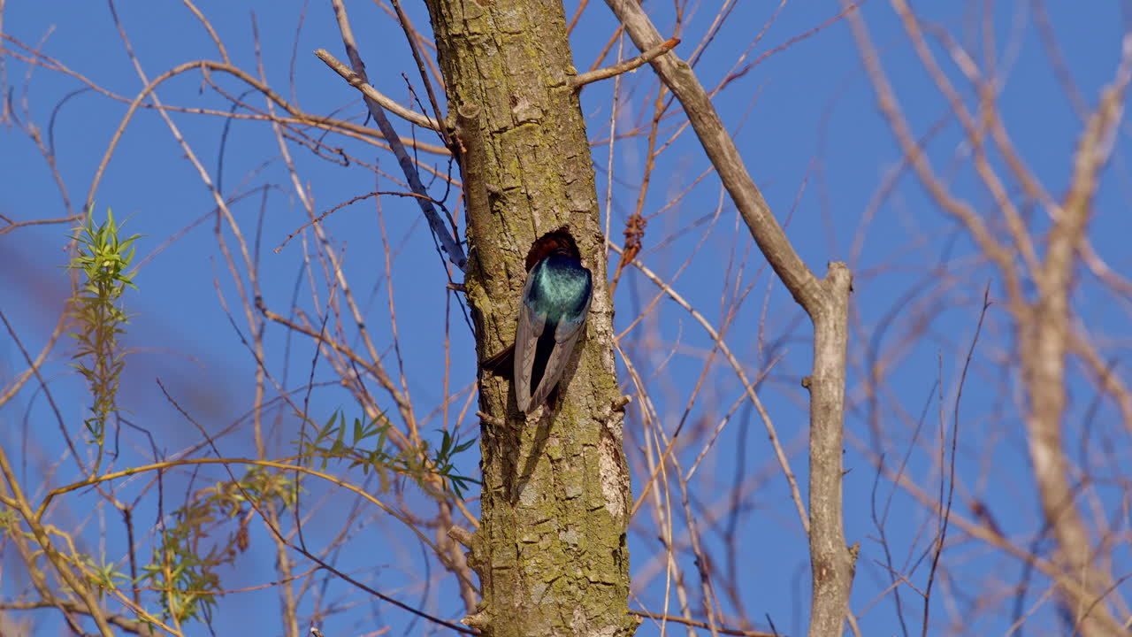 Exquisite slow motion flight of purple martins captured in early spring light.