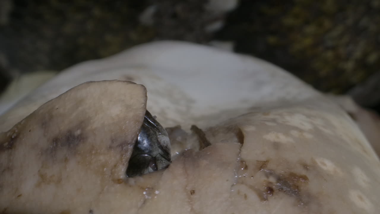 Python baby hatching from a snake egg