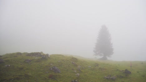 solitary tree in a foggy mountain landscape