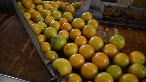 Naranjas-De-Diferentes-Colores,-Listas-Para-Ser-Seleccionadas