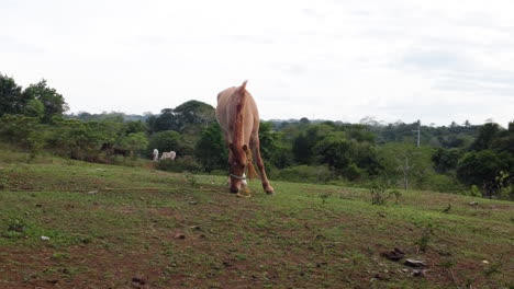 Revealing-beautiful-brown-horse-from-behind-a-tree---Moving-left-to-right,-close-to-ground-while-horse-is-grazing-in-nature