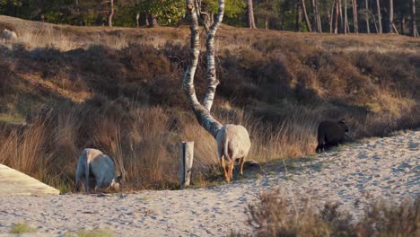 Herd-of-goats-grazing-on-dry-grass