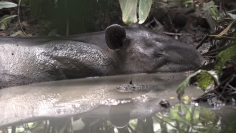 this image captures a baird's tapir (tapirus bairdii) enjoying a peaceful mud bath in the sirena sector, within corcovado national park in costa rica