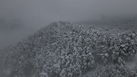 Luftaufnahmen-Winterwald-Mit-Schnee