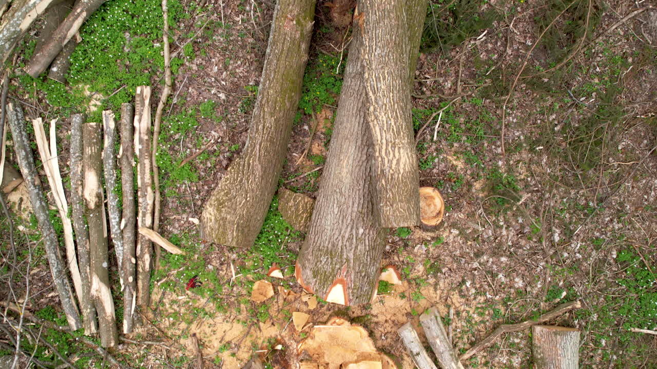 목재 절단 작업 에서 잘라낸 큰 나무 들 의 가까운 공중 위 아래 시선