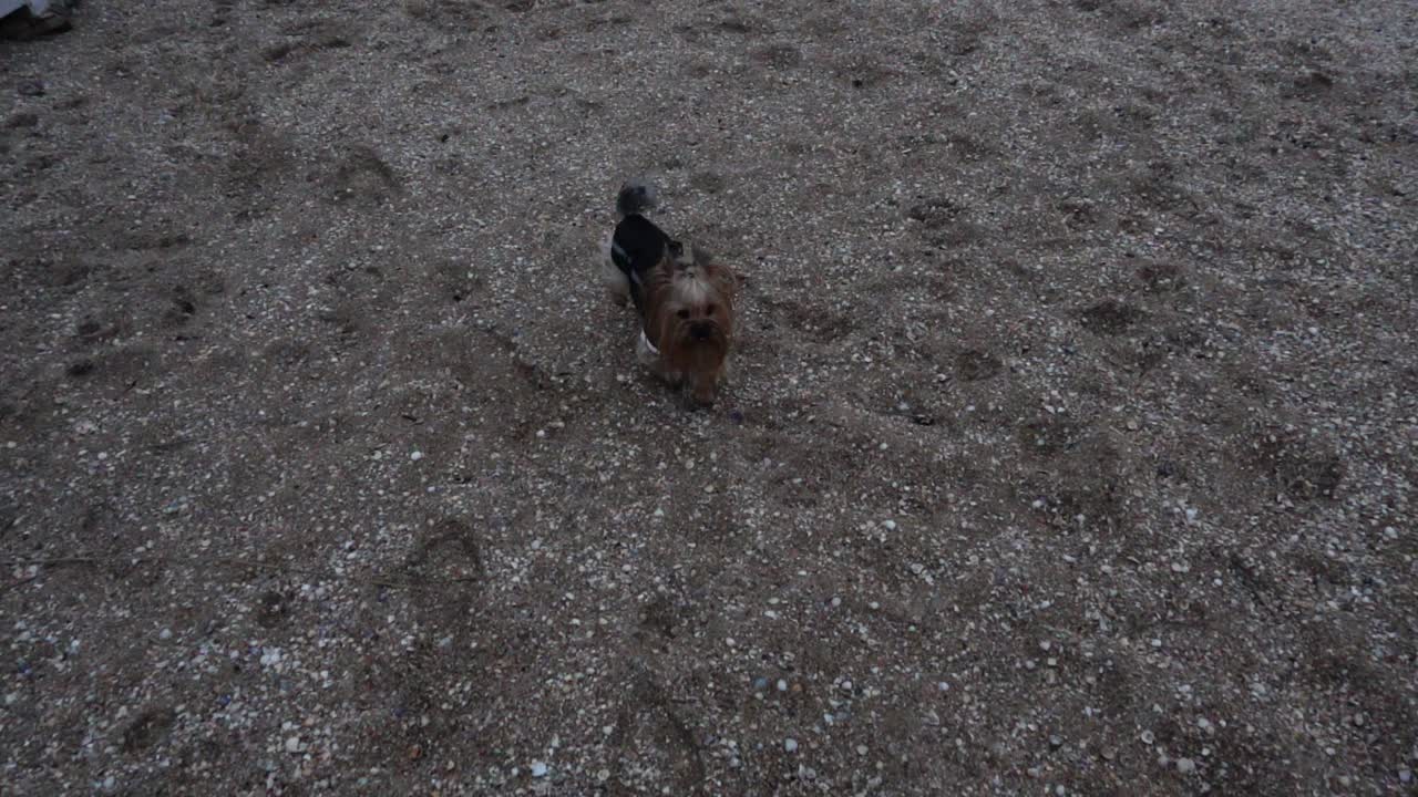 Yorkshire terrier on the seashore. Slow motion. Shooting on the beach