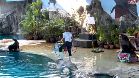 trainer and sea lion perform playful tricks