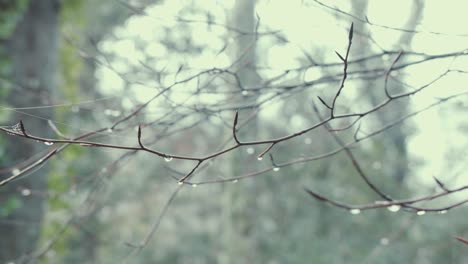 branches with forest holding droplets of water after fresh rainfall