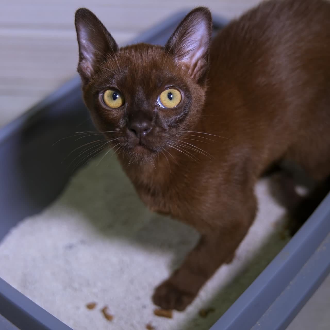 Gatto burmese nella sua vaschetta. Gattino marrone con grandi occhi che esce dalla sua vaschetta con sabbia bianca. Divertente animale domestico di razza.