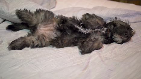 adorable puppy dog lying on his back on comfy cosy bed and sleeping in slow motion with puppy-dog eyes