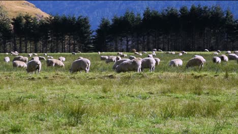 Schafe-Grasen-Auf-Einer-Weide-Vor-Bäumen-Und-Blauen-Hügeln