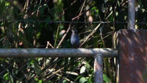 Camera-zooms-out-of-a-Blue-Rock-Trush-perched-on-top-of-a-round-bar-of-a-fence-inside-Khao-Yai-National-Park,-in-Nakhon-Ratchasima-province,-Thailand