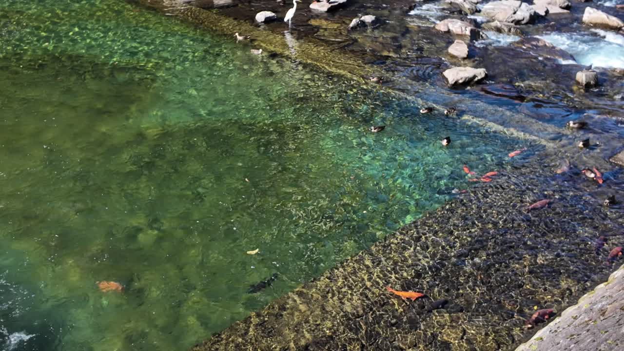 Fiume Miyagawa cristallino che scorre attraverso Takayama, Giappone, mostrando colorati pesci koi, anatre e aironi che coesistono nel loro habitat naturale