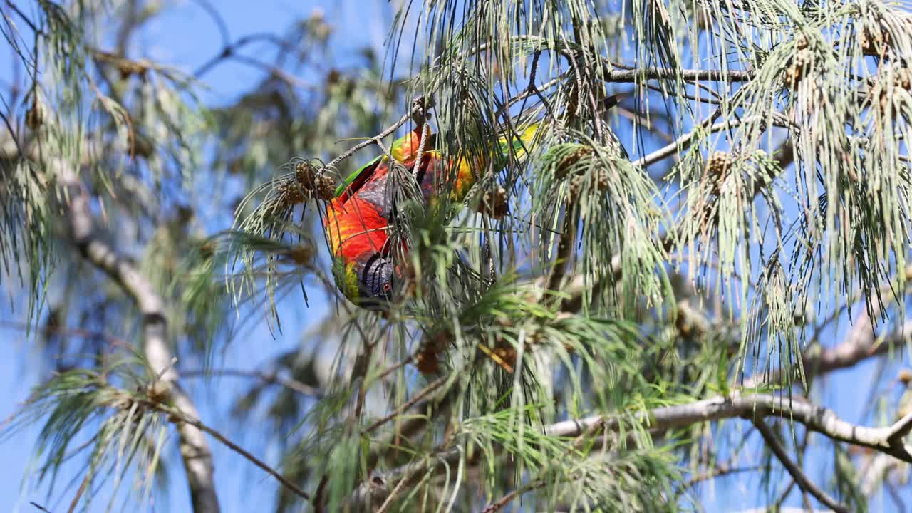 lorikeet colorido moviéndose entre las ramas de pino