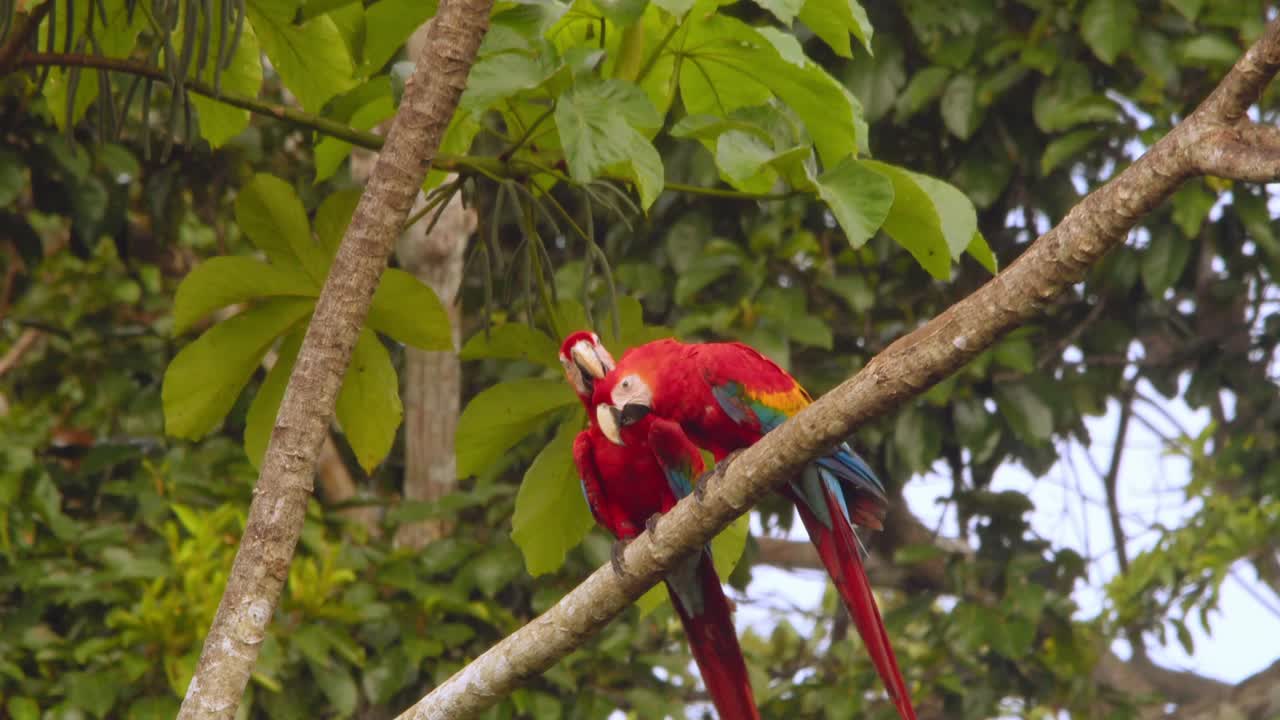 A loving pair of Scarlet Macaws shares courtship and affection on a branch in Peru’s lush rainforest.