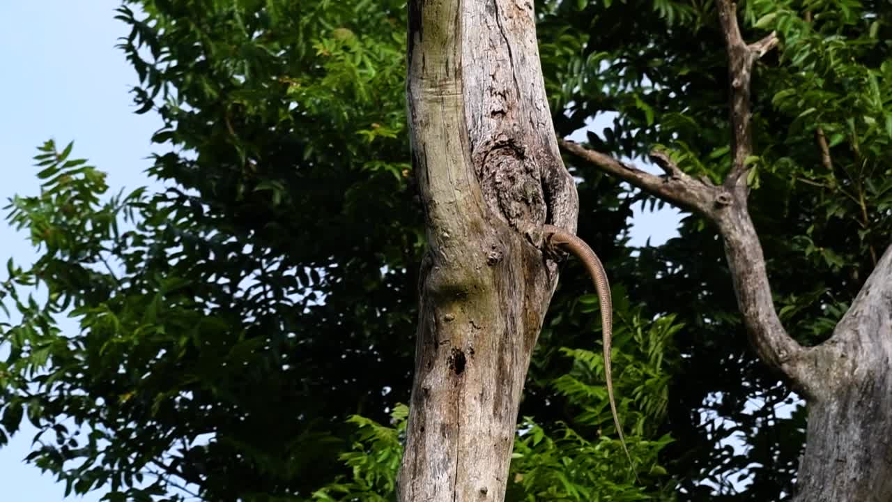 облачная ящерица-монитор обитает в таиланде и других странах азии