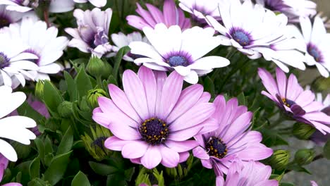 Purple-and-White-Flowers-In-Spring