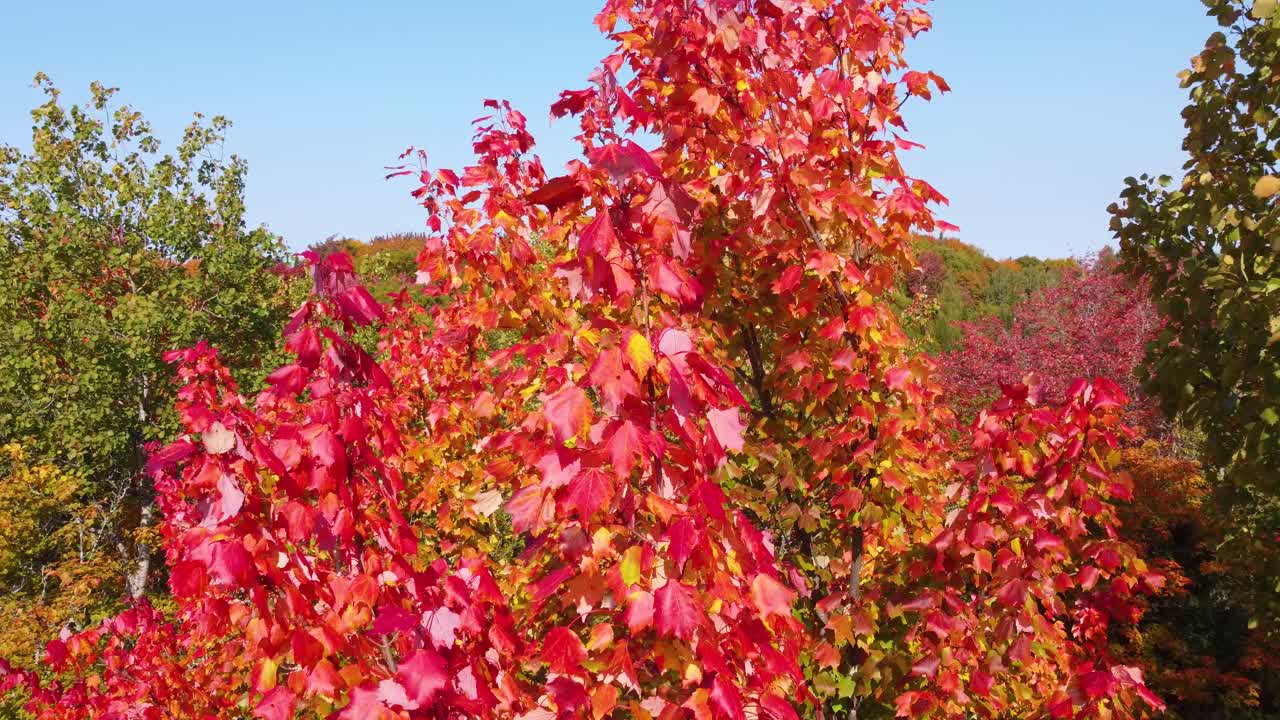 캐나다의 숲에서 메이플 나무의 은 활기찬 색의 가을 잎을 통과하는 공중 드론