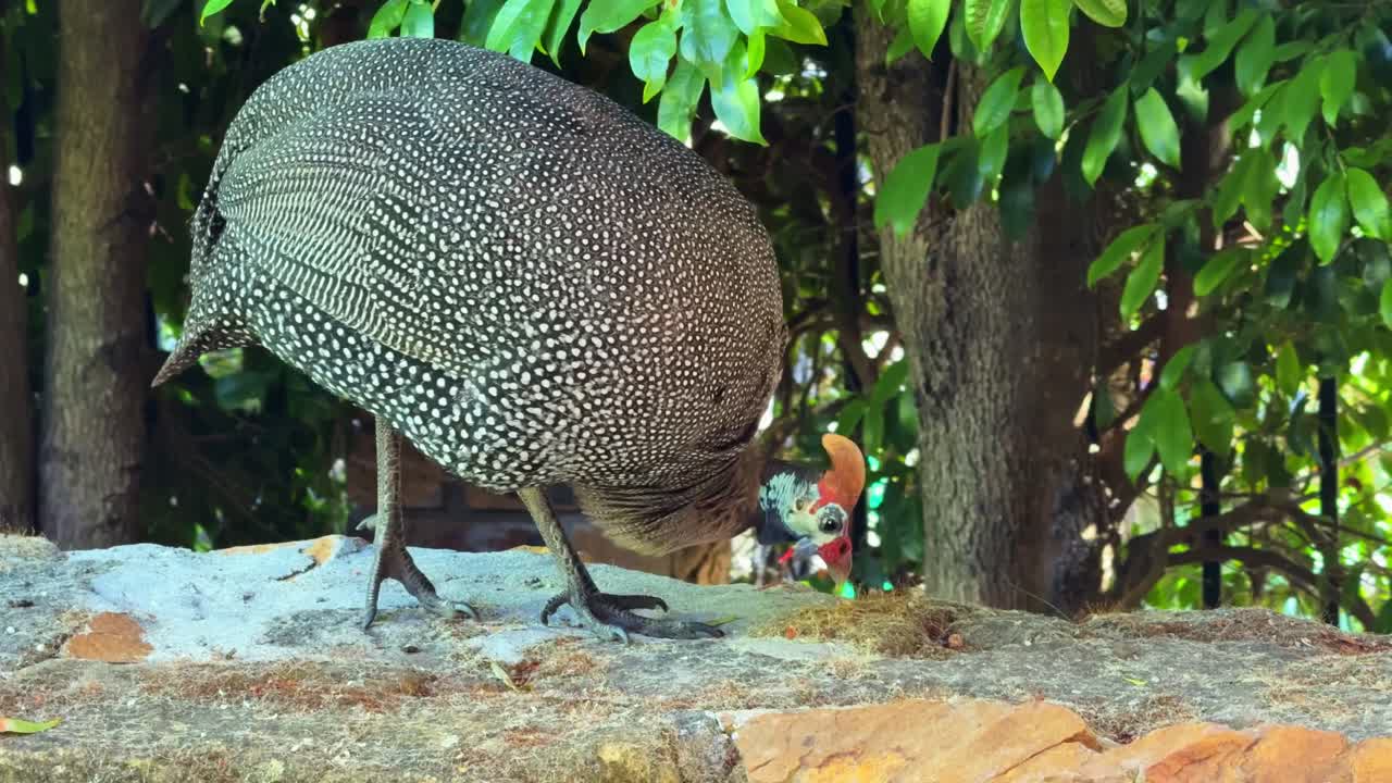 Guinea fowl looking for something to eat