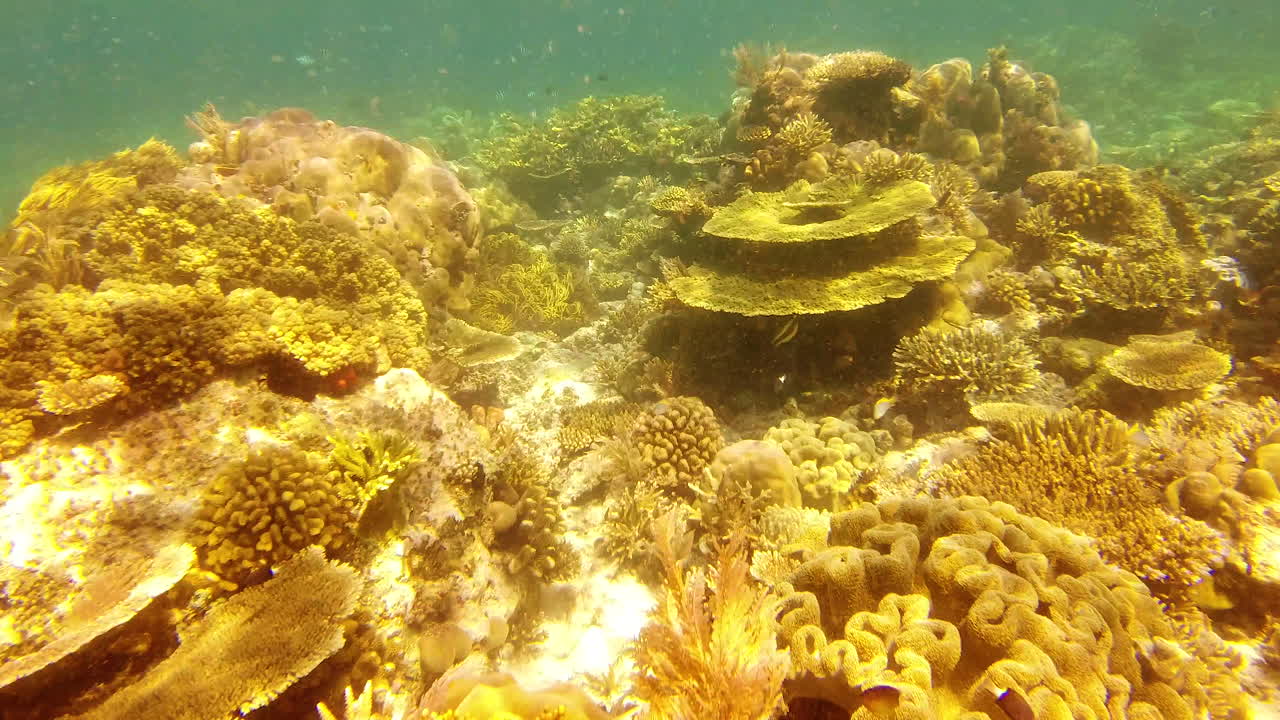 Aren't they just beautiful?