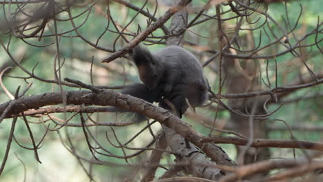 ardilla roja eurasiática con picazón arreglando la cola rascando el pelaje en la rama del pino en el bosque