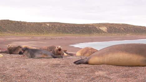 ground level perspective of a harem of elephant seal females and pups making noise on the sandy beach