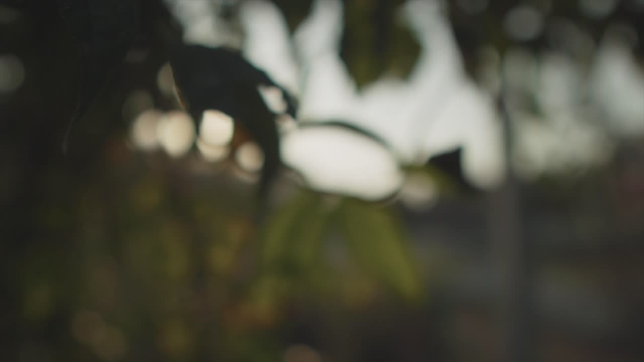 vista de cerca de hojas verdes, fondo natural desenfocado, orbitando