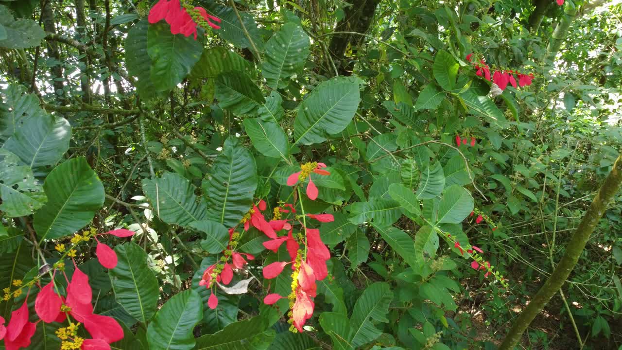 flores rojas vibrantes en medio de un follaje verde exuberante, perfectas para diseños con temas de la naturaleza