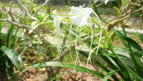 flores blancas en el jardín durante el día