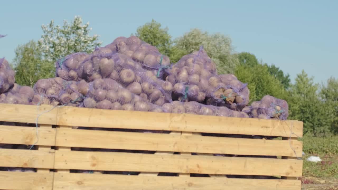 carga de bolsas de remolacha roja ecológica en el coche en el campo durante la cosecha