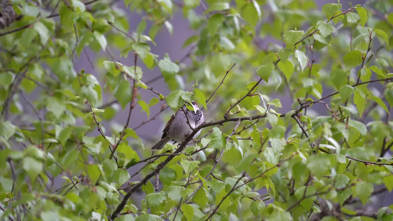 노르웨이 버크 나무 한가운데에 일부 잎 뒤에 숨어있는 집 새끼