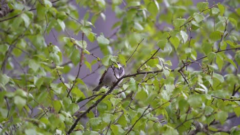 House sparrow hiding behind some leaves in middle of Norwegian birch tree
