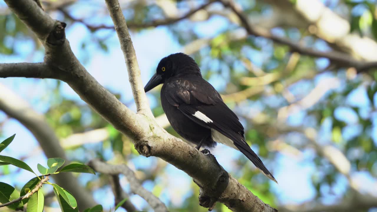 pájaro parecido a un cuervo, currawong pied, strepera graculina con iris amarillos distintivos posados en la rama de un árbol oscilante bajo la hermosa luz del sol con brisa de verano, enfoque selectivo de cerca