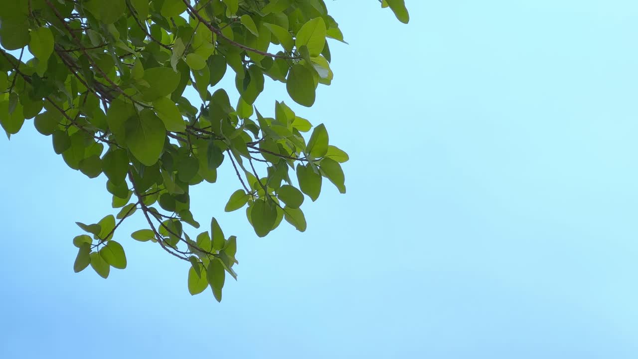 Banyan tree leaves swaying gently with the wind against the blue sky