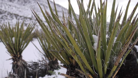 Snow-Covers-a-Joshua-Tree-in-Desert-Joshua-Tree-National-Park-Dolly-Shot