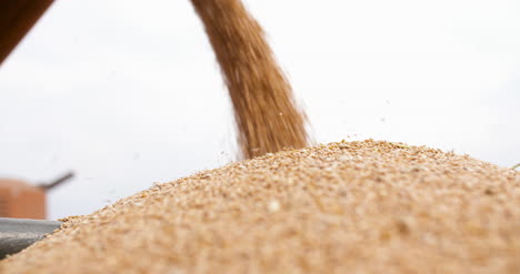 primer plano de los granos de trigo cosechados agricultura cosecha trigo agricultura