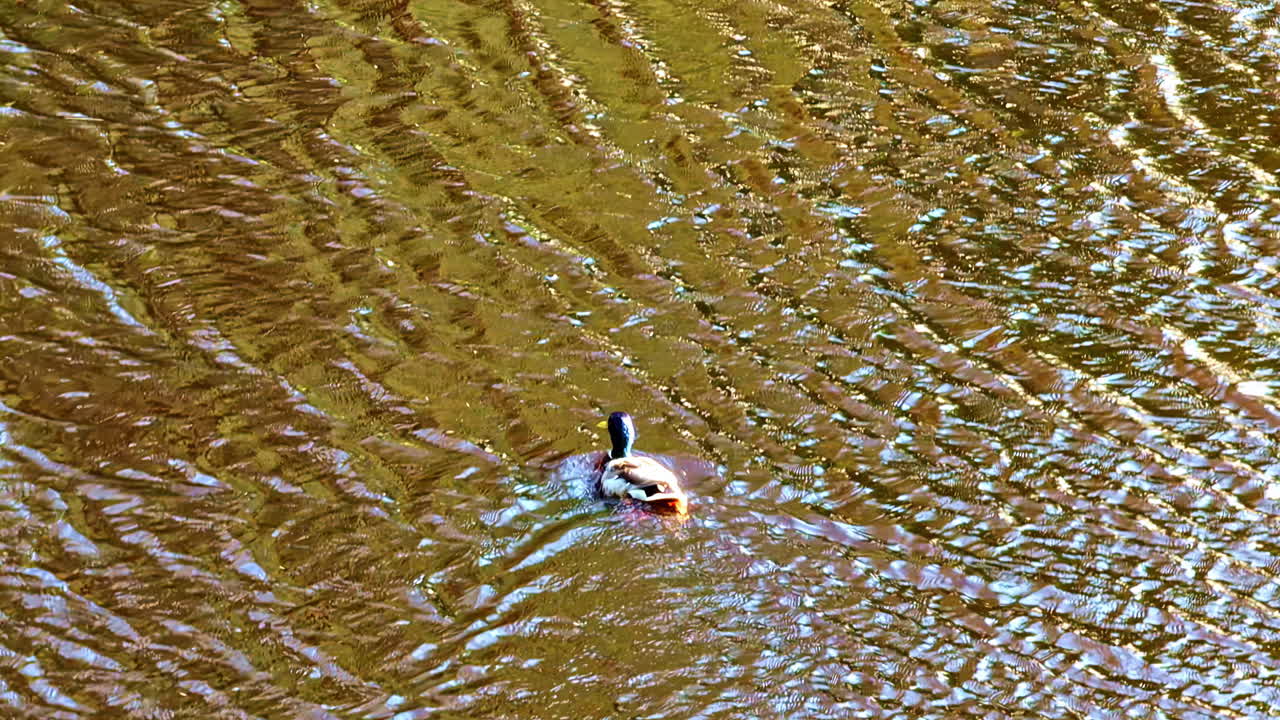 Mallard duck pooping while swimming on rippled brown river water in warm sunlight