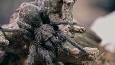 araña tarántula en la corteza de corcho