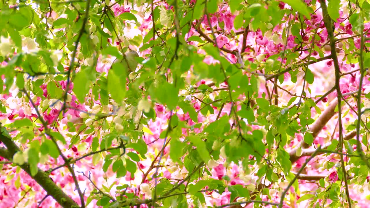 분홍색 꽃과 활기찬 초록색 잎으로 둘러싸인 가지에 앉아서 가지에서 가지로 뛰어다니는