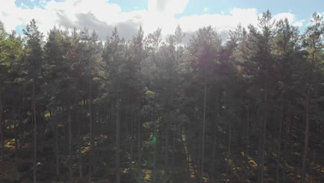 vista de drones al borde del bosque de pinos en un día soleado