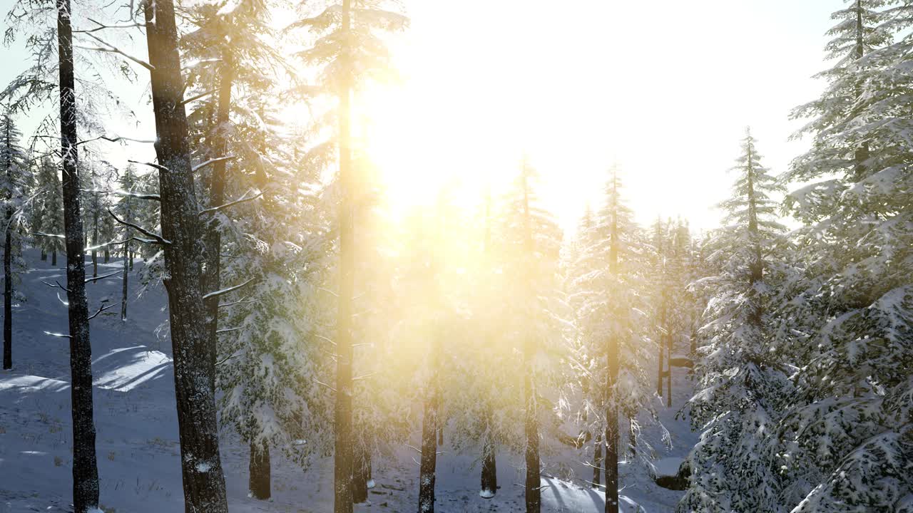 나무들을 가로지르는  ⁇ 빛