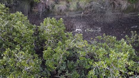 drone inclinándose desde los árboles hasta el bosque