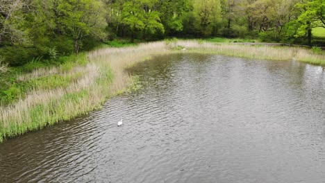 Aerial-rising-shot-of-a-swan-on-Chard-Reservoir-Somerset-UK