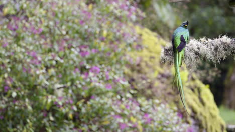 resplandeciente quetzal macho vista trasera encaramado en la rama y volando lejos san gerardo costa rica